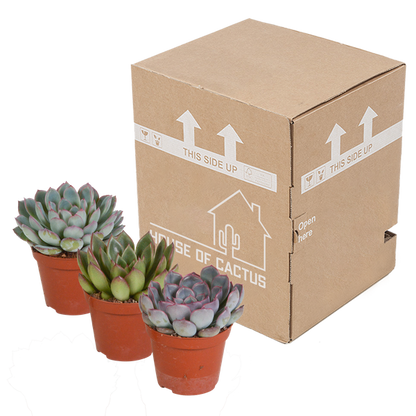 Echeveria mix 8.5 cm - 3x - zonder pot