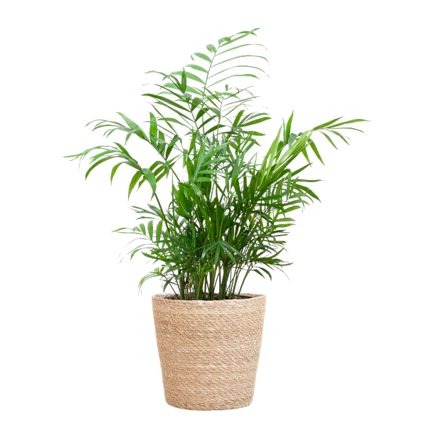 Chamadorea Elegans met Sofia mand naturel - 55cm - Ø17