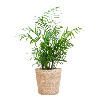 Chamadorea Elegans met Sofia mand naturel - 55cm - Ø17
