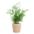 Chamadorea Elegans met Sofia mand naturel - 55cm - Ø17