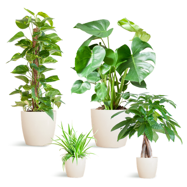 Easy care Plantenbox  4 sterke kamerplanten met vibers pot