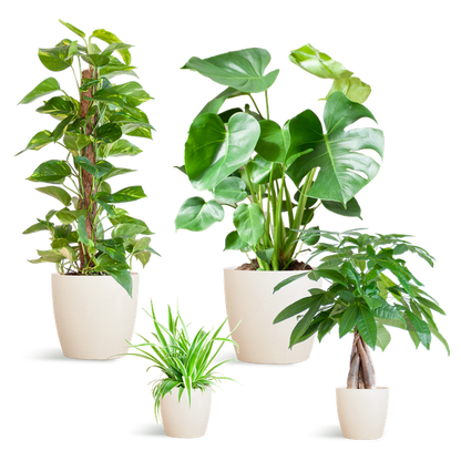 Easy care Plantenbox  4 sterke kamerplanten met vibers pot