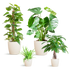 Easy care Plantenbox  4 sterke kamerplanten met vibers pot