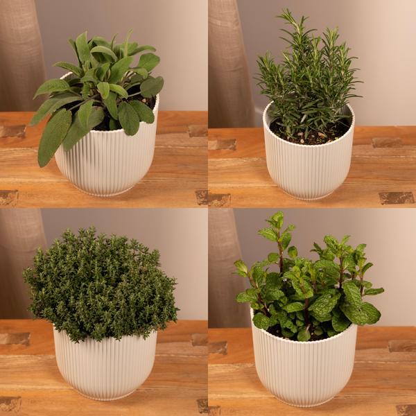 Garden Herbs Mix - 4 pieces - Ø14cm - ↕18cm