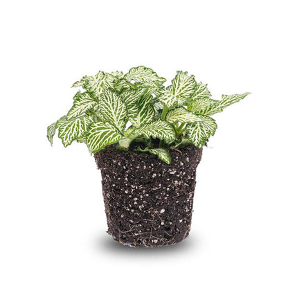 Fittonia Wit - White Tiger - Mozaiekplantje - Terrarium plant - Potmaat 8