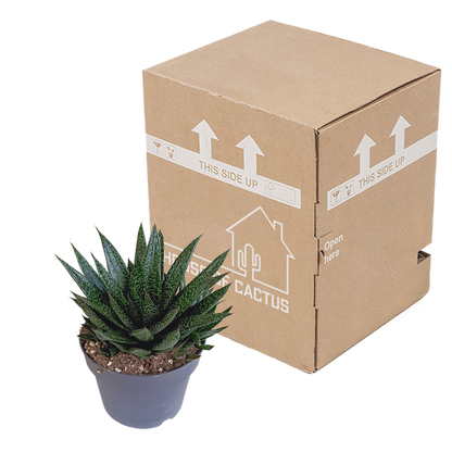 Gasteria &