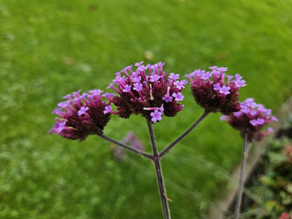 Verbena bonariensis (Lollipop)