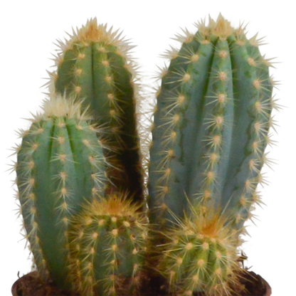 Cereus mix 10,5cm - 3x - in terracotta pot