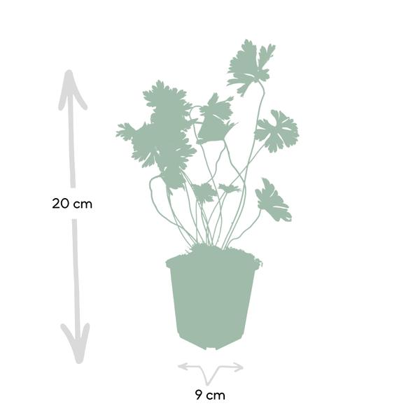 Geranium Rozanne - ↕10-25cm - Ø9cm - 6x