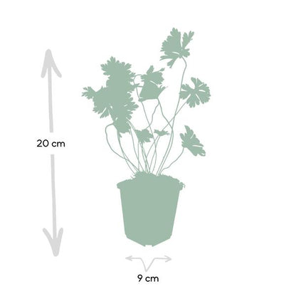 Geranium Rozanne - ↕10-25cm - Ø9cm - 6x