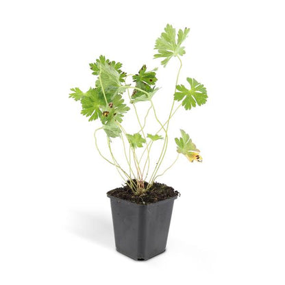 Geranium Rozanne - ↕10-25cm - Ø9cm - 6x