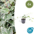 Hedera helix &