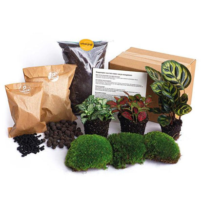 Planten terrarium pakket - DIY - Calathea Makoyana - Navulling &amp; Startpakket - Package 2