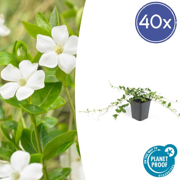 Vinca minor &
