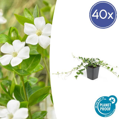 Vinca minor &