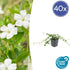 Vinca minor &