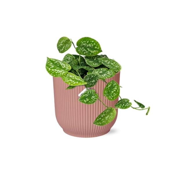 Scindapsus Pictus &