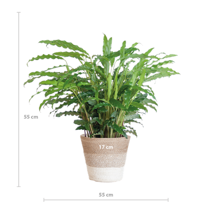 Calathea Rufibarba met Mand Lissabon wit - 55cm - Ø17