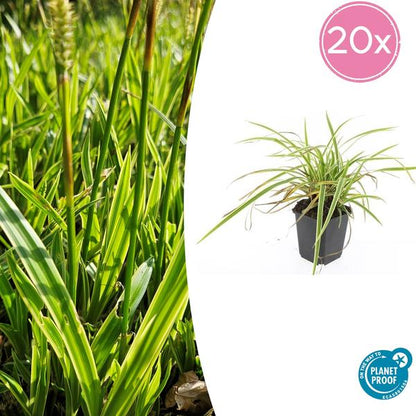 Carex morrowii &