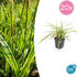 Carex morrowii &