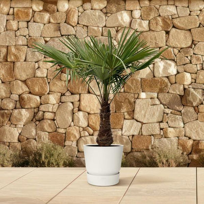 Trachycarpus – 220 cm – Ø45