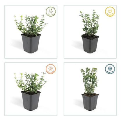 Euonymus &