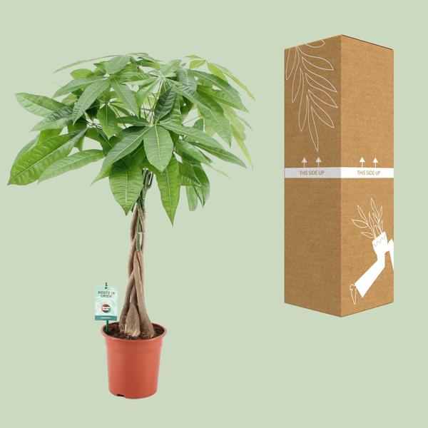 Pachira Aqautica – Ø19cm – ↕80cm