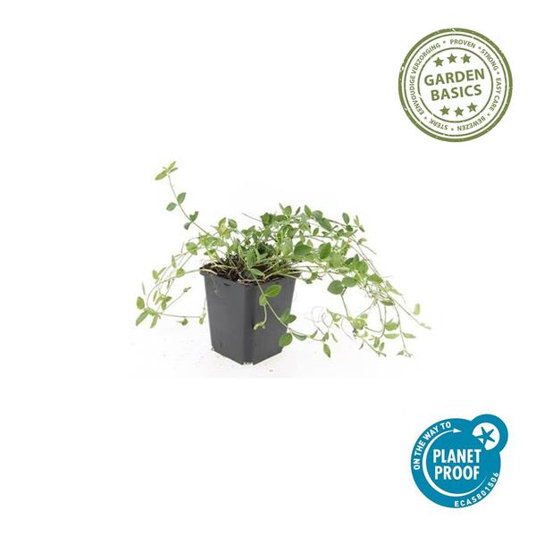 Vinca minor &