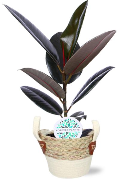 Ficus Elastica Abidjan - Ø17cm - ↕60cm + Lily Pot D18x16cm - Wit