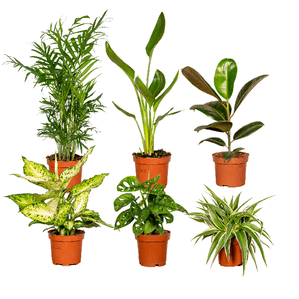 Überraschungsbox - Ø12cm - ↕25cm - x6