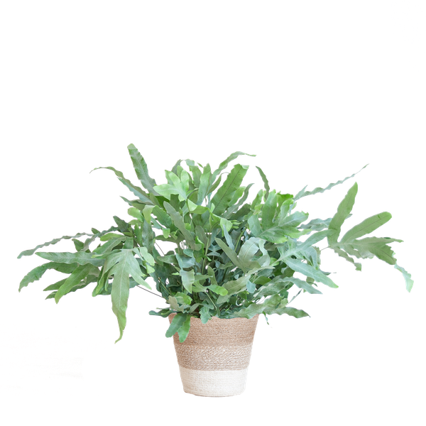 Phlebodium Aureum &