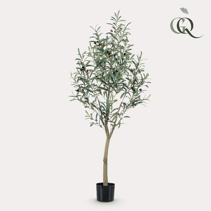 Olea europaea - Olijfboom - 140 cm