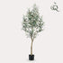 Olea europaea - Olijfboom - 140 cm