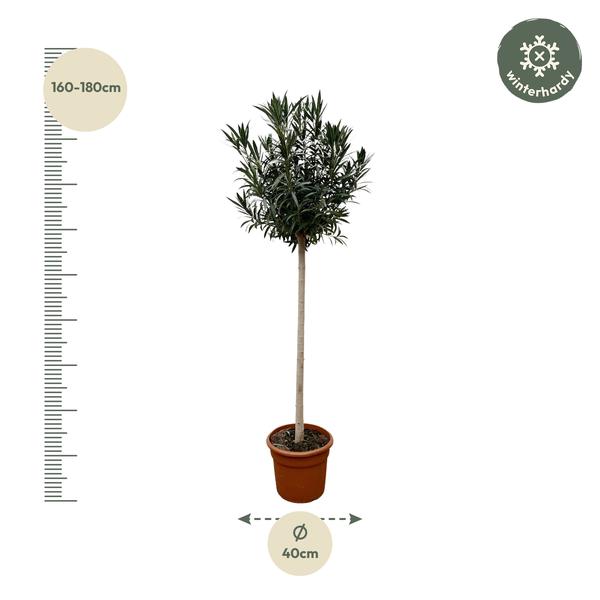 Nerium Oleander auf Stiel mit roter Blüte – 170 cm – Ø40