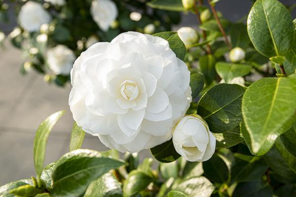 Camellia jap. &