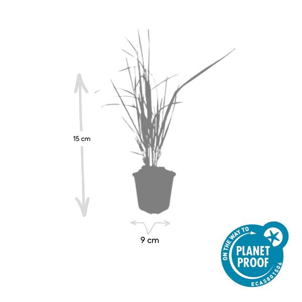 Calamagrostis acut. &