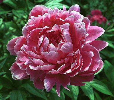 Paeonia &