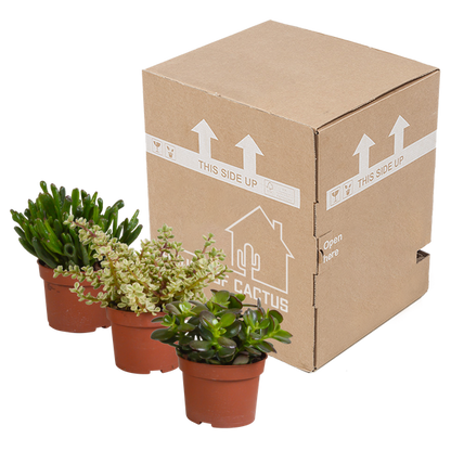 Crassula mix 10,5 cm - 3x - zonder pot