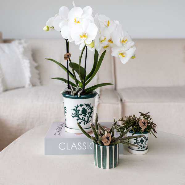 Kolibri Orchids | Set van witte orchidee Amabilis in Malaga pot en succulent in Painted Stripe pot groen - potmaat Ø9cm &amp; Ø6cm | bloeiende kamerplant - vers van de kweker