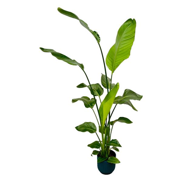 Strelitzia Nicolai inklusive elho Vibes Fold Round blau - 130 cm - Ø18