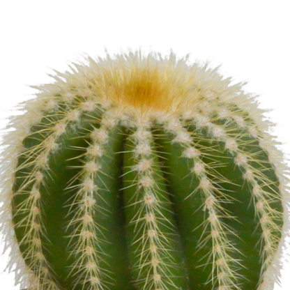 Bolcactus mix 8,5 cm | 3 stuks - in Mexicaanse pot