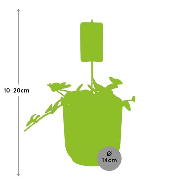 Peperomia &