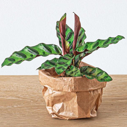 Planten terrarium pakket - Lancifolia - Bonsai - Asparagus - 5 planten - Navulling &amp; Startpakket- DIY
