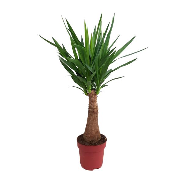 Yucca &quot;Maya Tree&quot; 40stem P21 - Ø21cm - ↕100cm