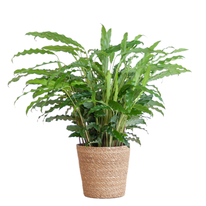 Calathea Rufibarba met Sofia mand naturel - 55cm - Ø17