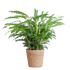 Calathea Rufibarba met Sofia mand naturel - 55cm - Ø17