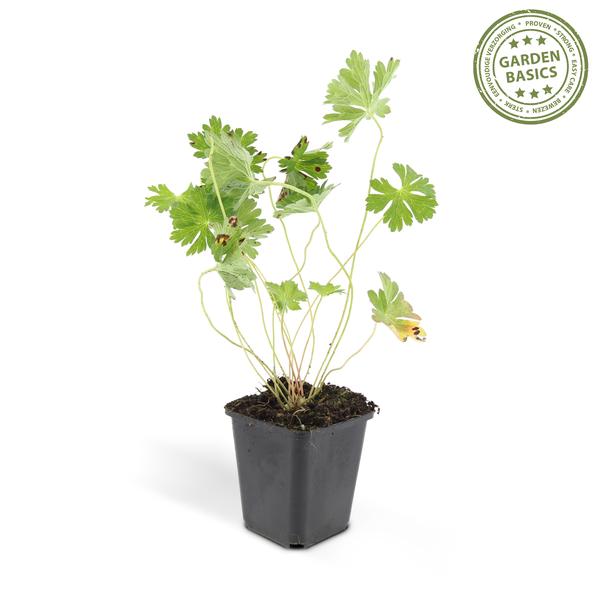Geranium Rozanne - ↕10-25cm - Ø9cm - 6x