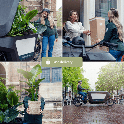 Diervriendelijke Plantenbox bevat vier prachtige kamerplanten