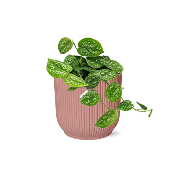 Scindapsus Pictus &