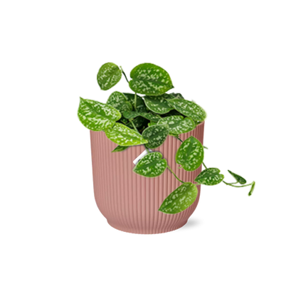 Scindapsus Pictus &
